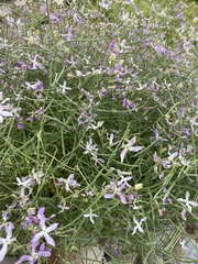 Matthiola longipetala