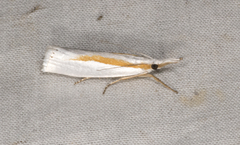 Crambus girardellus