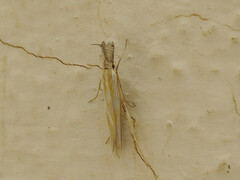 Pleurota honorella