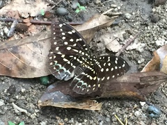 Lexias dirtea merguia