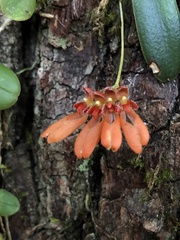 Bulbophyllum albociliatum