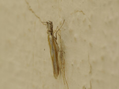 Pleurota honorella