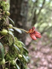 Bulbophyllum albociliatum