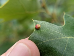 Callirhytis perditor