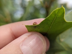 Callirhytis perditor