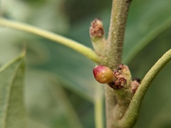 Callirhytis perditor