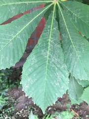 Aesculus
