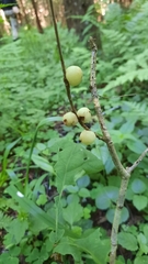 Trigonaspis megaptera