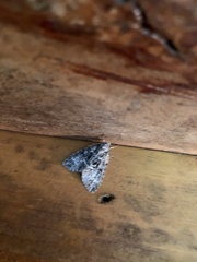 Acronicta fragilis