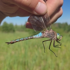 Anax parthenope