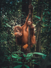 Pongo abelii
