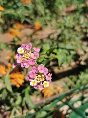 Lantana camara