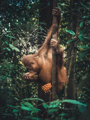 Pongo abelii