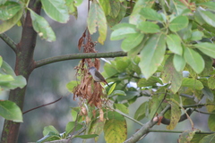 Coccopygia quartinia