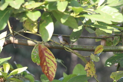 Coccopygia quartinia