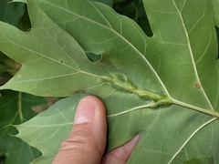 Callirhytis pigra