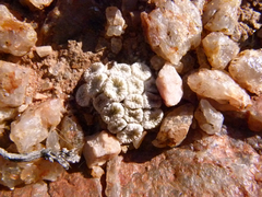 Conophytum ectypum brownii