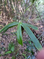 Peristeranthus hillii