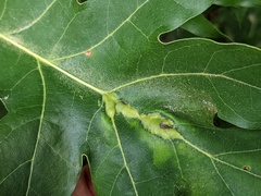 Callirhytis pigra