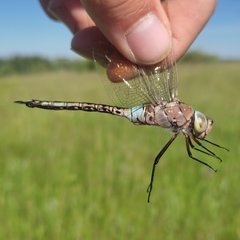 Anax parthenope
