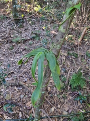 Peristeranthus hillii