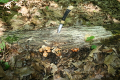 Marasmius cohaerens lachnophyllus