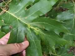 Callirhytis pigra