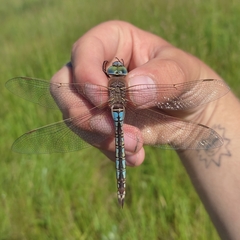 Anax parthenope