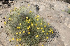Launaea lanifera
