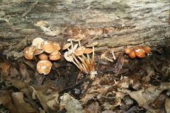 Marasmius cohaerens lachnophyllus