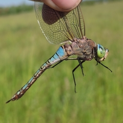 Anax parthenope