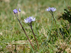 Scilla verna verna