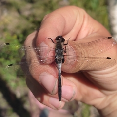 Leucorrhinia albifrons