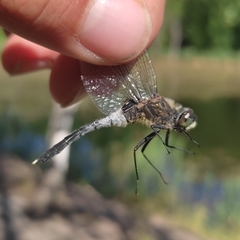Leucorrhinia albifrons