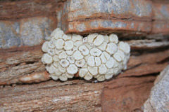 Conophytum ectypum brownii