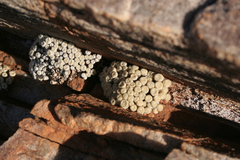 Conophytum ectypum brownii