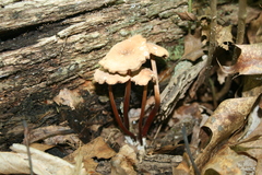 Marasmius cohaerens lachnophyllus