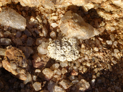 Conophytum ectypum brownii