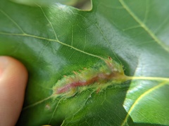 Callirhytis pigra