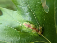 Callirhytis pigra