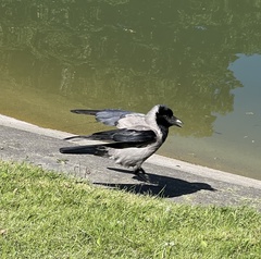 Corvus cornix