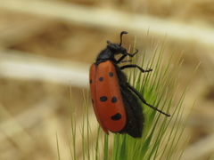 Hycleus scutellatus