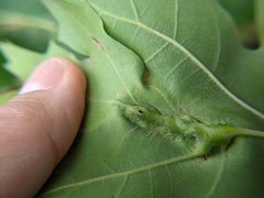 Callirhytis pigra