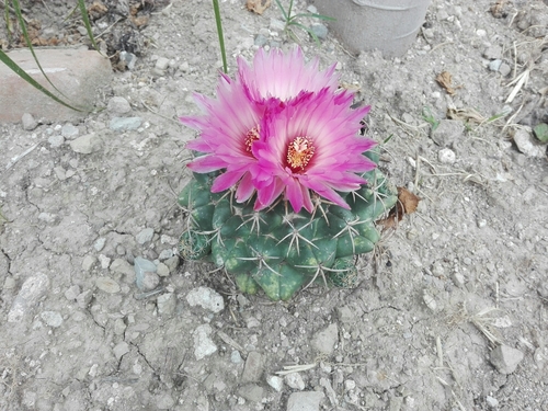 Coryphantha elephantidens
