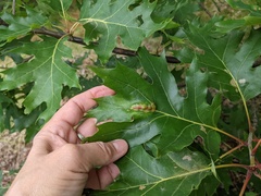 Callirhytis pigra