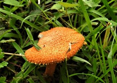 Agaricus trisulphuratus