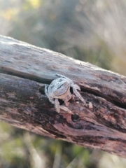 Caerostris sexcuspidata