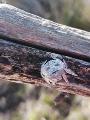 Caerostris sexcuspidata