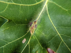 Callirhytis pigra