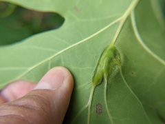 Callirhytis pigra